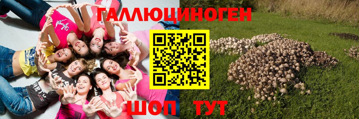 Клин  Галлюциногенные грибы GOLDEN TEACHER  Вход с VPN 